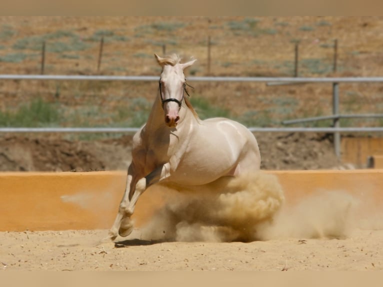 PRE Mix Hengst 5 Jahre 161 cm Perlino in Colmenar M&#xE1;laga Andaluc&#xED;a