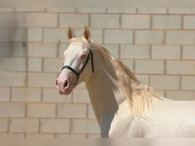 PRE Mix Hengst 5 Jahre 161 cm Perlino in Colmenar M&#xE1;laga Andaluc&#xED;a