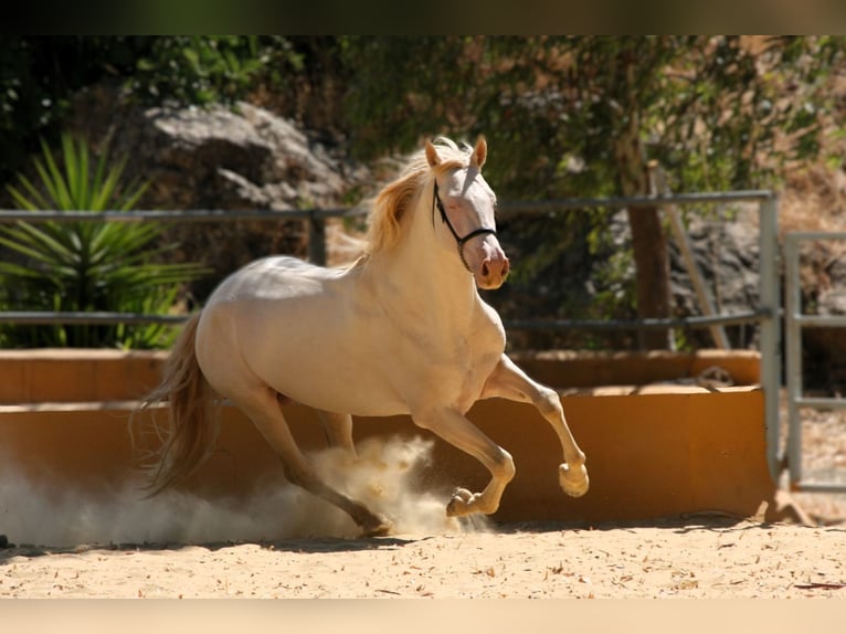PRE Mix Hengst 5 Jahre 161 cm Perlino in Colmenar M&#xE1;laga Andaluc&#xED;a