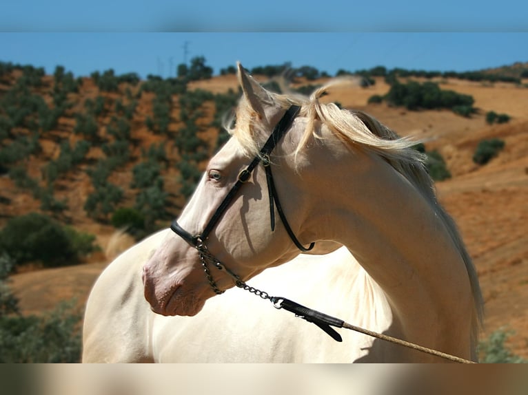 PRE Mix Hengst 5 Jahre 161 cm Perlino in Colmenar M&#xE1;laga Andaluc&#xED;a