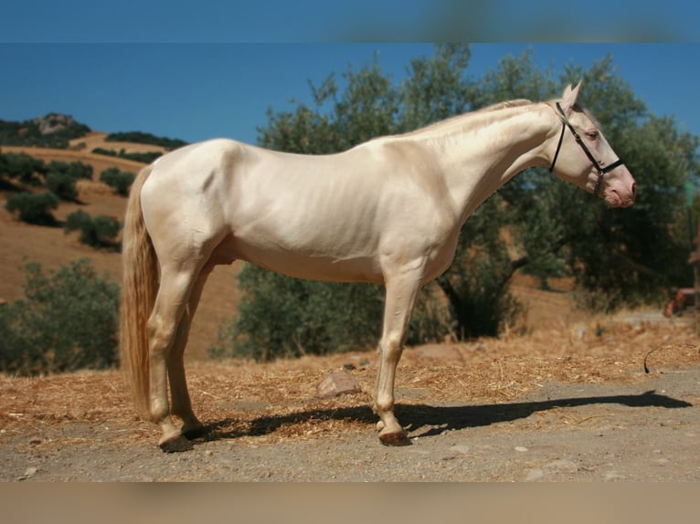 PRE Mix Hengst 5 Jahre 161 cm Perlino in Colmenar M&#xE1;laga Andaluc&#xED;a