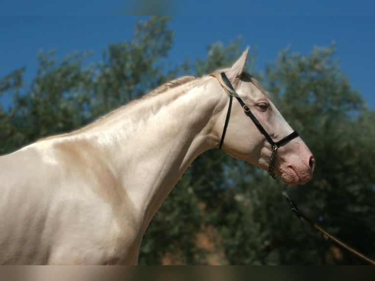 PRE Mix Hengst 5 Jahre 161 cm Perlino in Colmenar M&#xE1;laga Andaluc&#xED;a