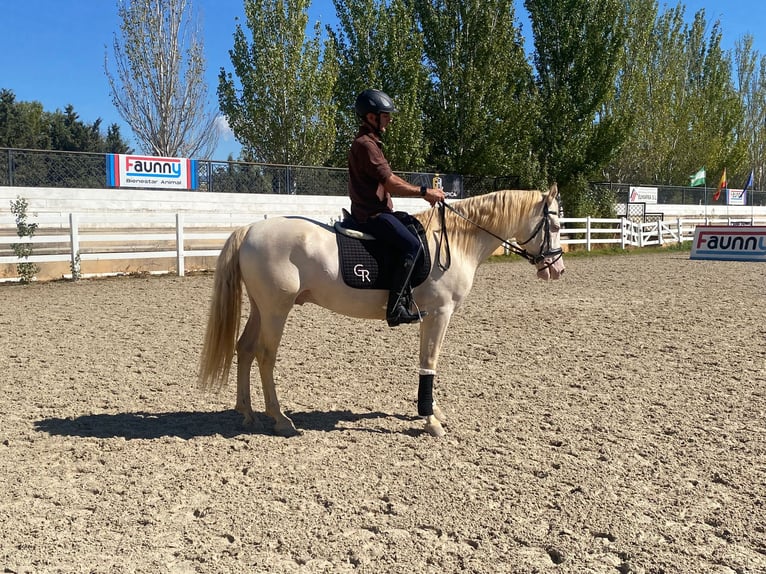 PRE Mix Hengst 5 Jahre 161 cm Perlino in Colmenar M&#xE1;laga Andaluc&#xED;a