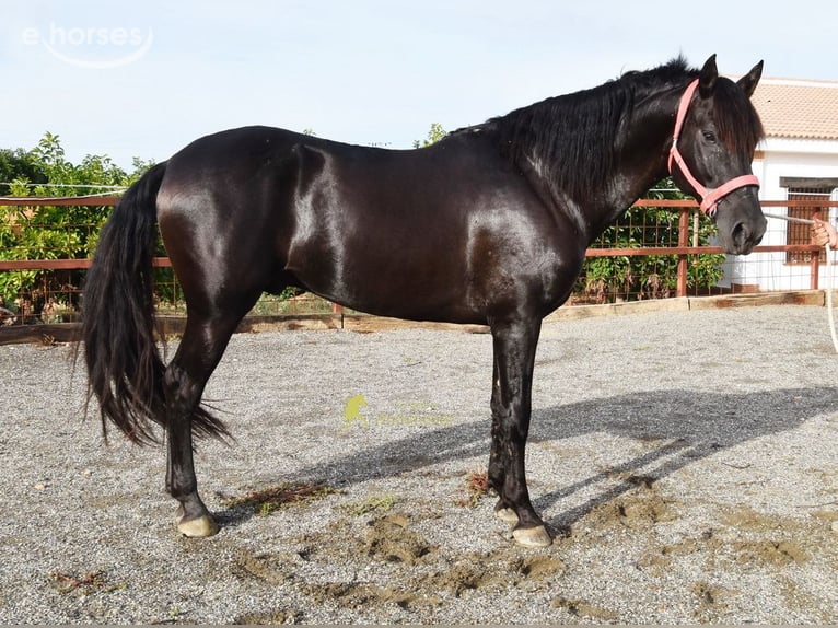 PRE Hengst 5 Jahre 161 cm Rappe in Provinz Malaga