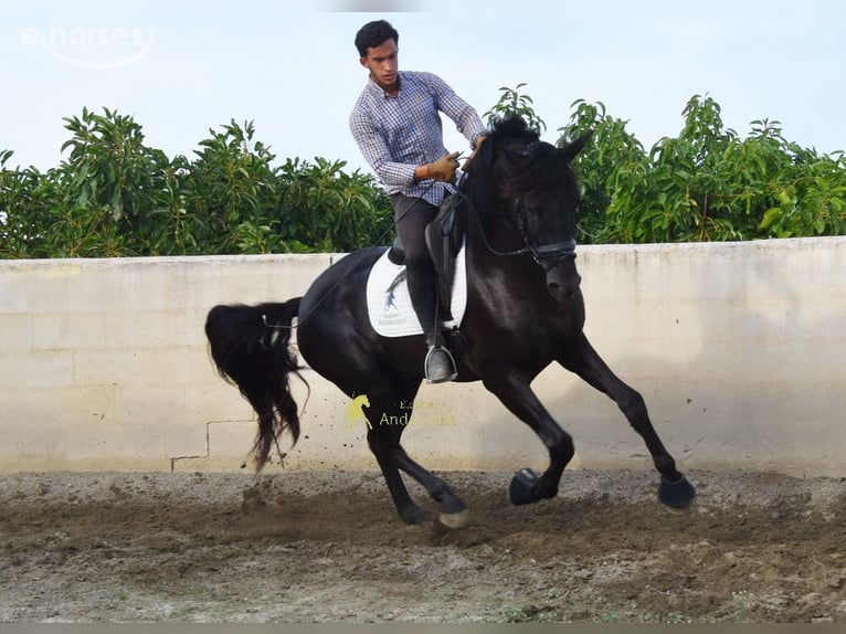 PRE Hengst 5 Jahre 161 cm Rappe in Provinz Malaga