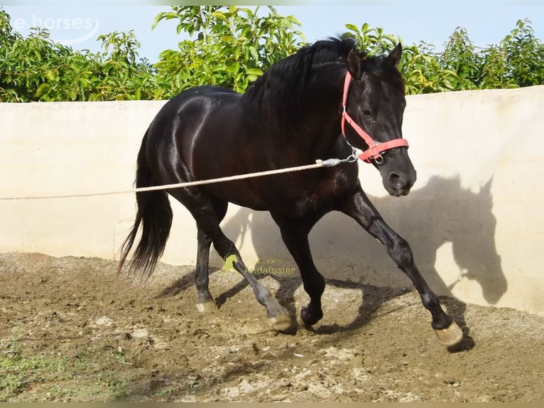 PRE Hengst 5 Jahre 161 cm Rappe in Provinz Malaga