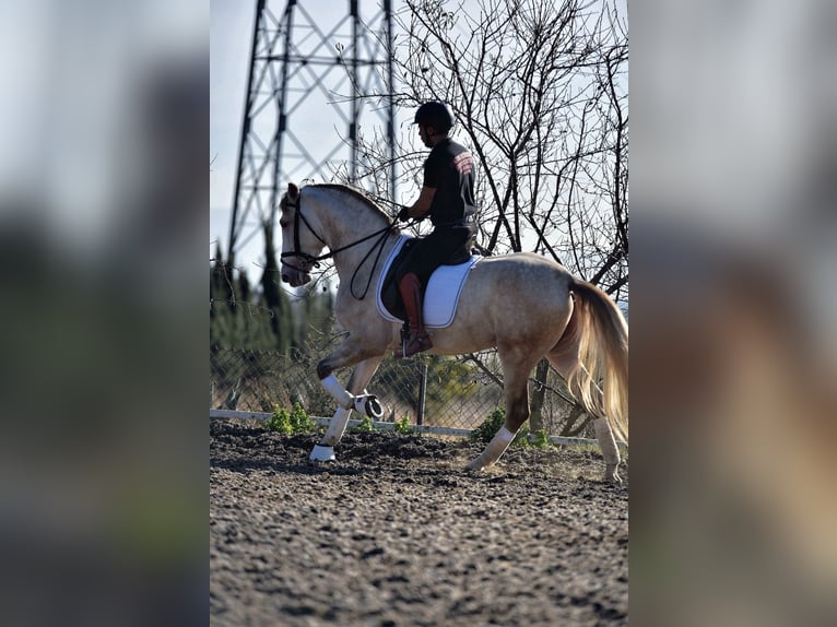 PRE Mix Hengst 5 Jahre 161 cm Schimmel in SANTA PERPETUA DE MOGODA