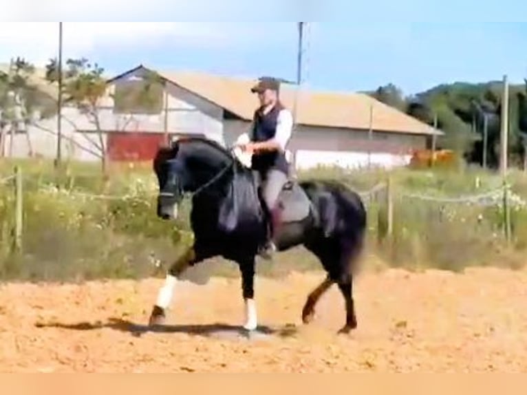 PRE Hengst 5 Jahre 161 cm Schimmel in Sanlucar De Barrameda