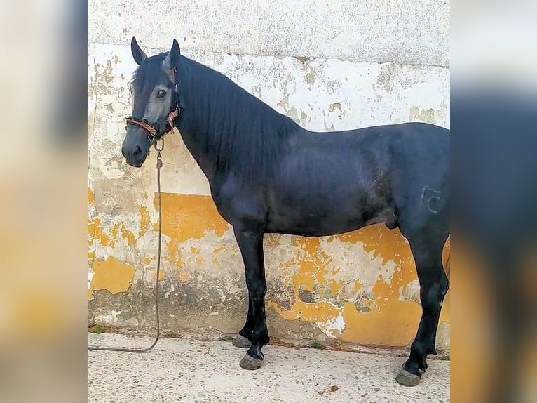 PRE Hengst 5 Jahre 161 cm Schimmel in Sanlucar De Barrameda