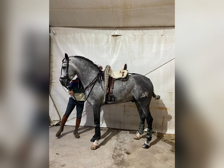 PRE Mix Hengst 5 Jahre 161 cm Schimmel in Sanlucar