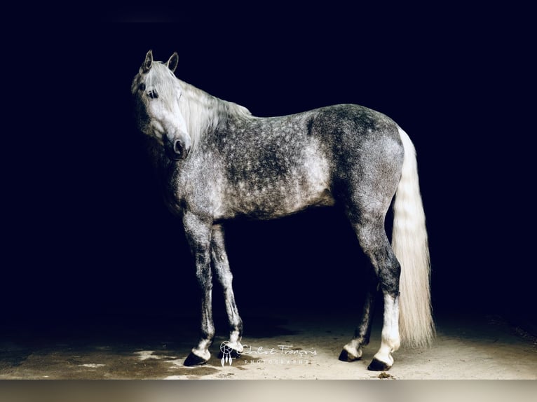 PRE Mix Hengst 5 Jahre 162 cm Apfelschimmel in Simmer