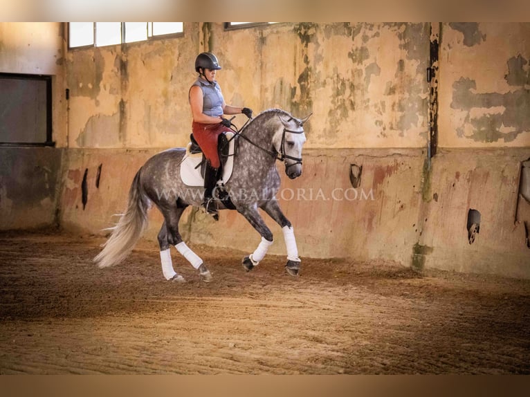 PRE Hengst 5 Jahre 162 cm Apfelschimmel in Rafelguaraf