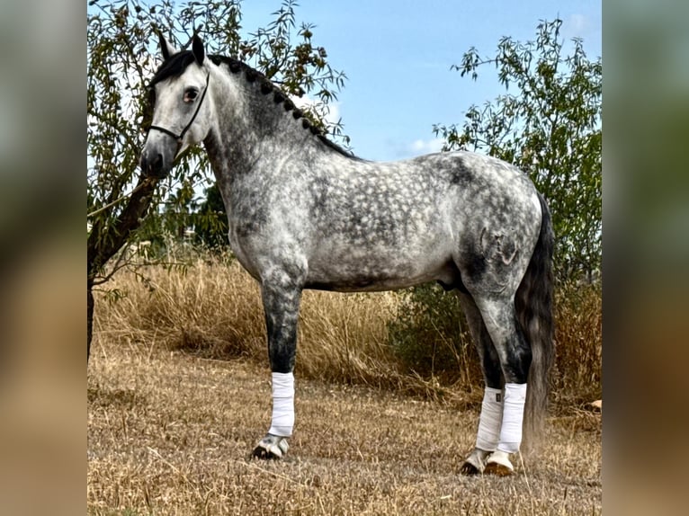 PRE Mix Hengst 5 Jahre 162 cm Apfelschimmel in Schwarme