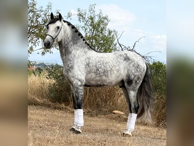 PRE Mix Hengst 5 Jahre 162 cm Apfelschimmel in Schwarme