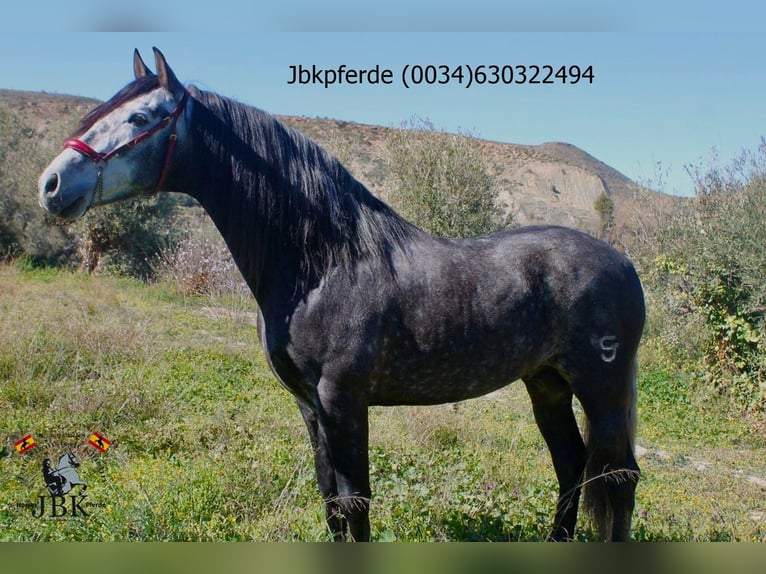 PRE Mix Hengst 5 Jahre 162 cm Apfelschimmel in Tabernas Almeria