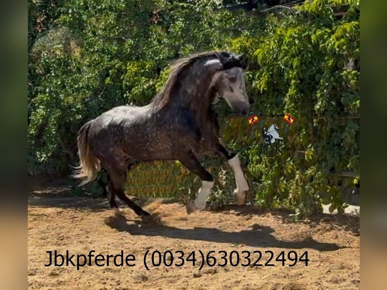 PRE Mix Hengst 5 Jahre 162 cm Apfelschimmel in Tabernas Almeria