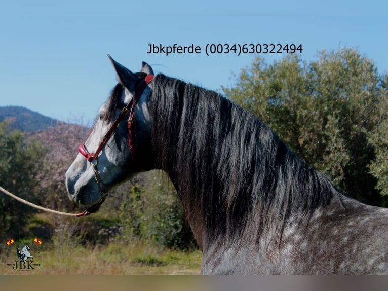 PRE Mix Hengst 5 Jahre 162 cm Apfelschimmel in Tabernas Almeria