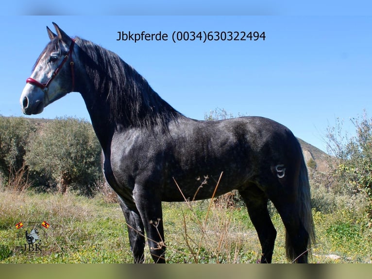 PRE Mix Hengst 5 Jahre 162 cm Apfelschimmel in Tabernas Almeria