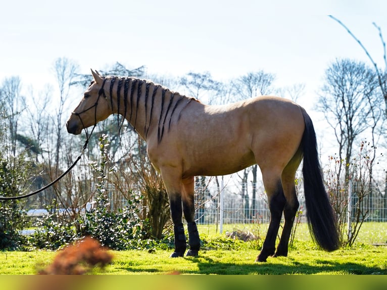 PRE Hengst 5 Jahre 162 cm in HEUVELLAND