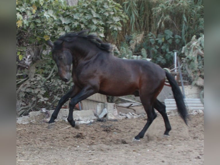 PRE Mix Hengst 5 Jahre 162 cm Brauner in Vejer de la Frontera