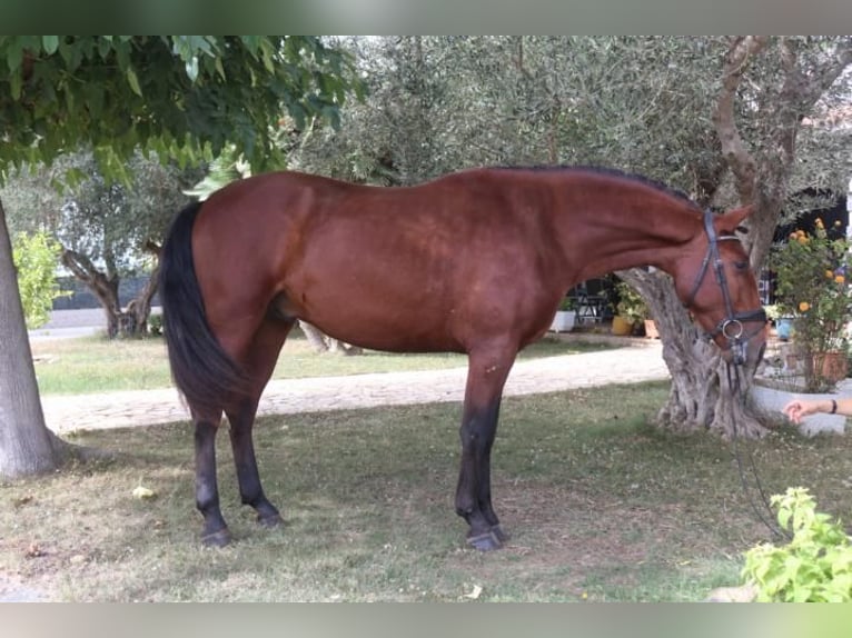 PRE Mix Hengst 5 Jahre 162 cm Brauner in Barcelona