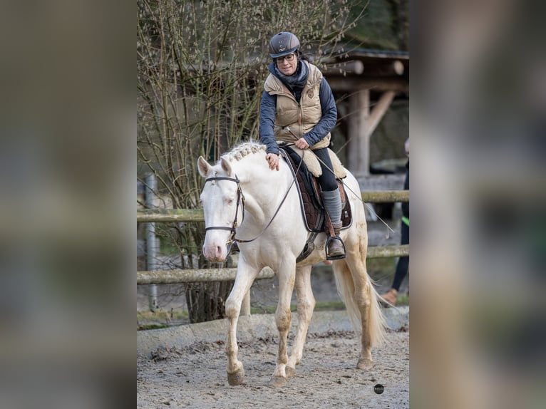 PRE Mix Hengst 5 Jahre 162 cm Cremello in Eisighofen