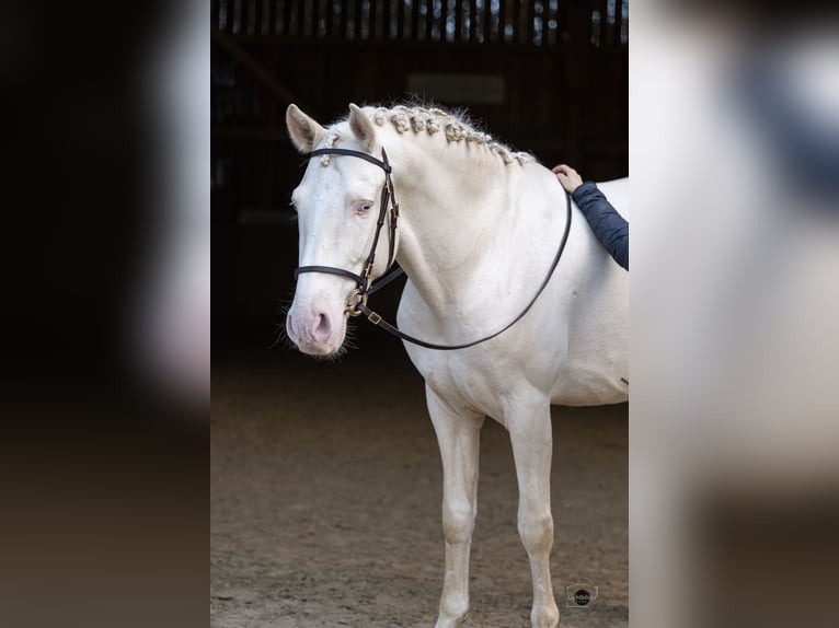 PRE Mix Hengst 5 Jahre 162 cm Cremello in Eisighofen