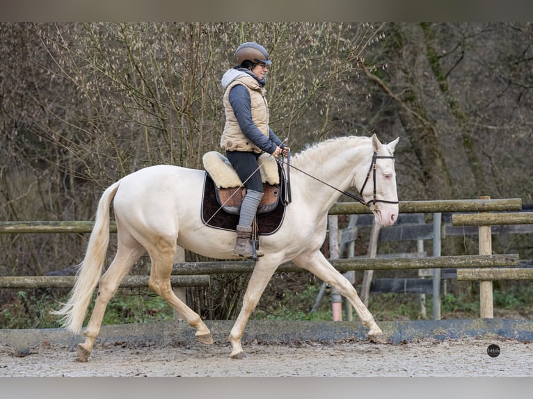PRE Mix Hengst 5 Jahre 162 cm Cremello in Eisighofen