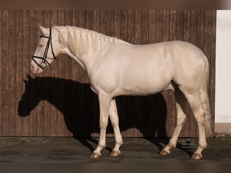 PRE Mix Hengst 5 Jahre 162 cm Cremello in Eisighofen
