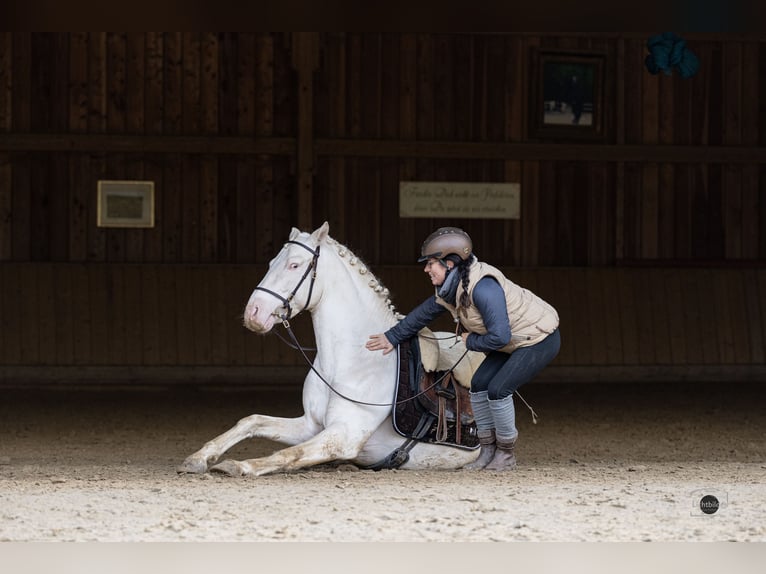 PRE Mix Hengst 5 Jahre 162 cm Cremello in Eisighofen