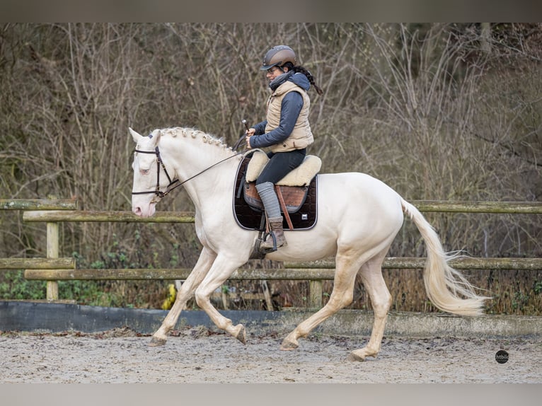 PRE Mix Hengst 5 Jahre 162 cm Cremello in Eisighofen