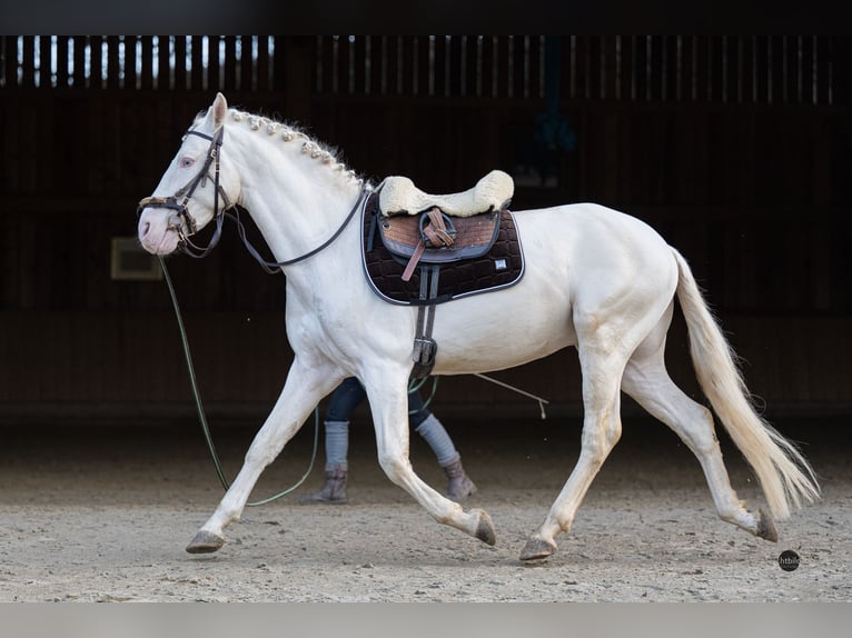 PRE Mix Hengst 5 Jahre 162 cm Cremello in Eisighofen