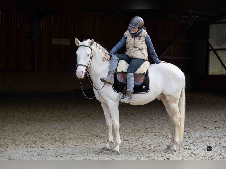 PRE Mix Hengst 5 Jahre 162 cm Cremello in Eisighofen