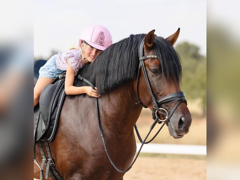 PRE Mix Hengst 5 Jahre 162 cm Dunkelbrauner in Martfeld