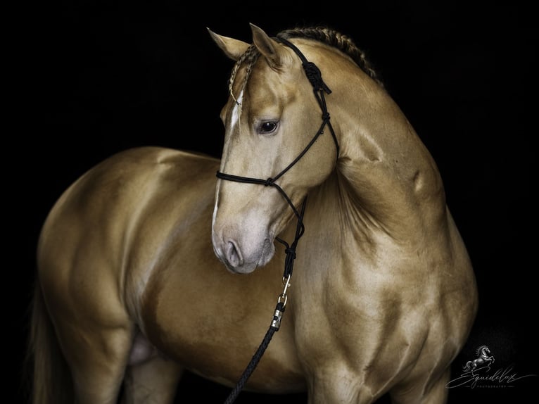 PRE Mix Hengst 5 Jahre 162 cm Perlino in Madrid