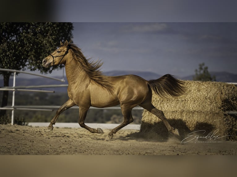 PRE Mix Hengst 5 Jahre 162 cm Perlino in Madrid