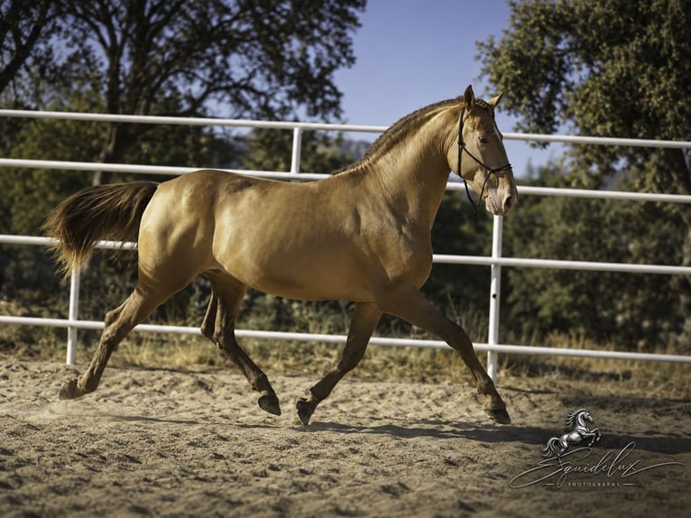 PRE Mix Hengst 5 Jahre 162 cm Perlino in Madrid