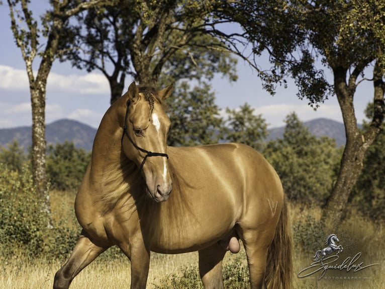 PRE Mix Hengst 5 Jahre 162 cm Perlino in Madrid