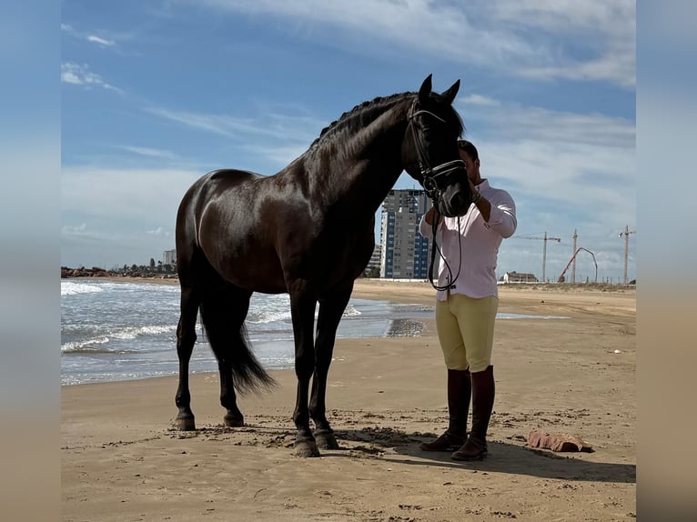 PRE Mix Hengst 5 Jahre 162 cm Rappe in Martfeld