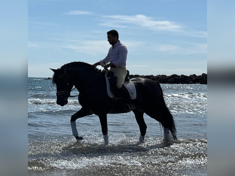 PRE Mix Hengst 5 Jahre 162 cm Rappe in Martfeld