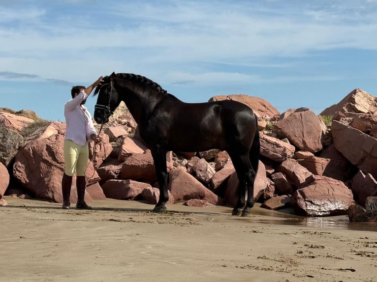 PRE Mix Hengst 5 Jahre 162 cm Rappe in Martfeld