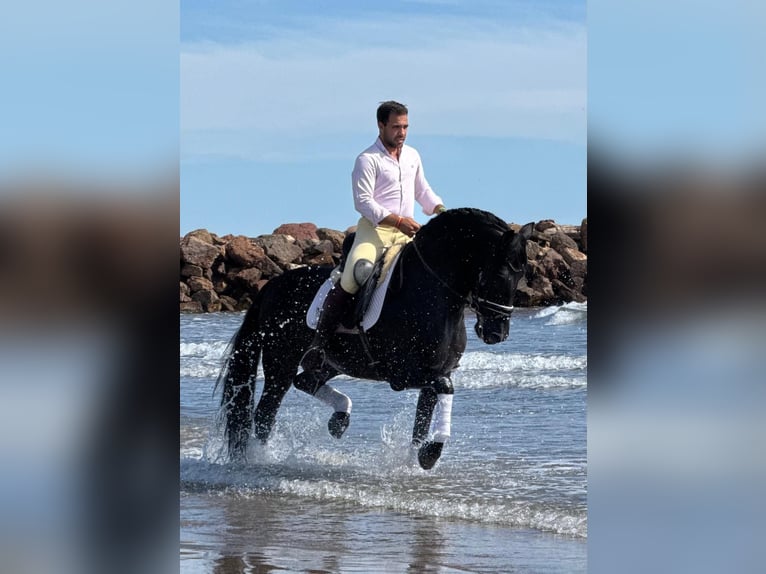 PRE Mix Hengst 5 Jahre 162 cm Rappe in Martfeld