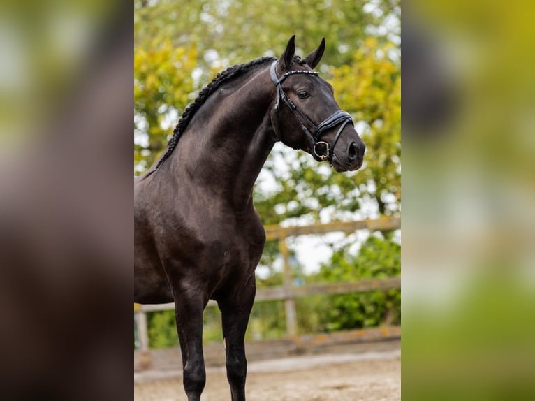 PRE Mix Hengst 5 Jahre 162 cm Rappe in Poeldijk