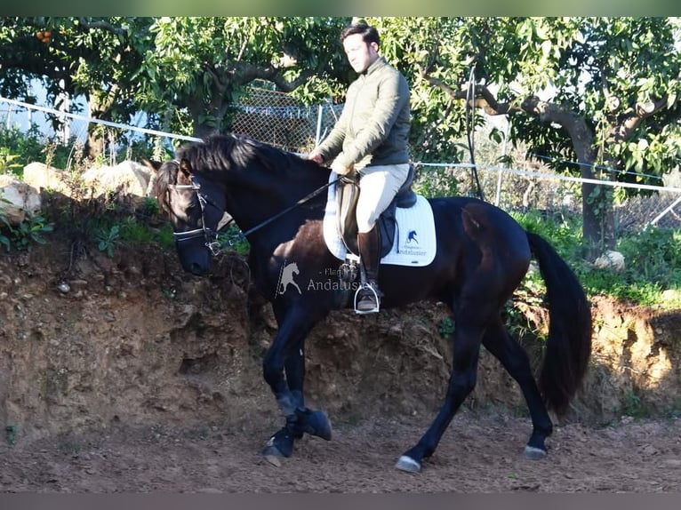 PRE Hengst 5 Jahre 162 cm Rappe in Provinz Malaga