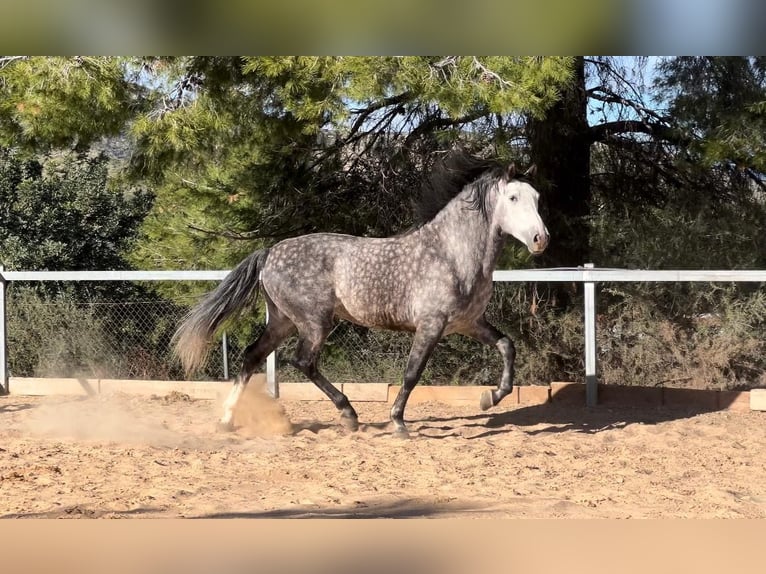 PRE Hengst 5 Jahre 162 cm Rappschimmel in Valencia