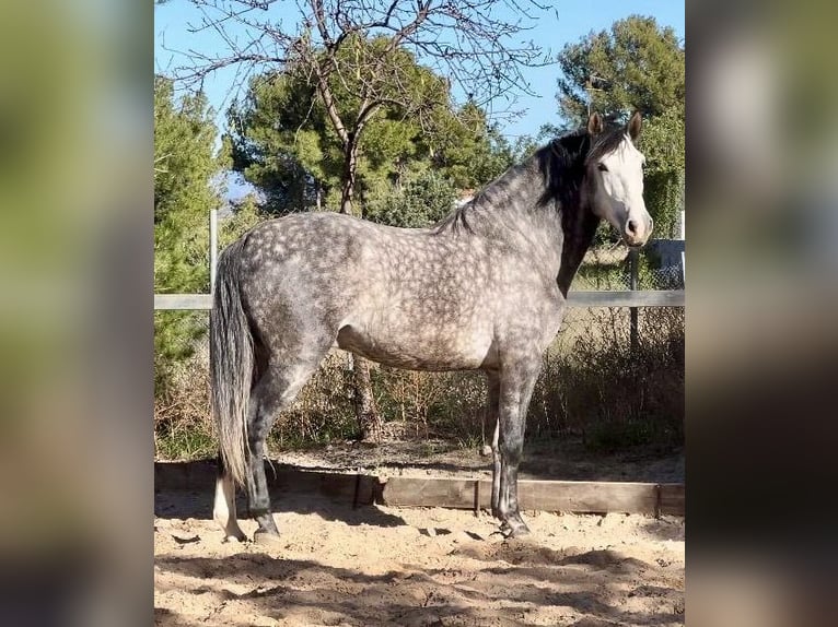 PRE Hengst 5 Jahre 162 cm Rappschimmel in Valencia