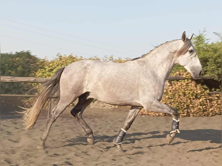 PRE Hengst 5 Jahre 162 cm Schimmel in Galaroza (Huelva)