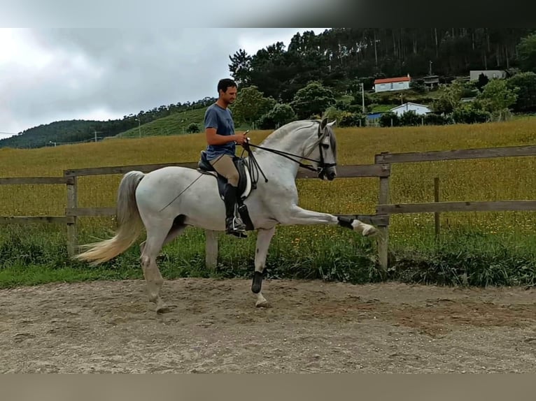 PRE Mix Hengst 5 Jahre 162 cm Schimmel in Sm