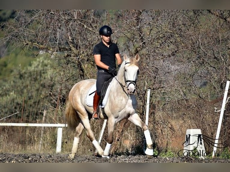 PRE Hengst 5 Jahre 162 cm Schimmel in Barcelona