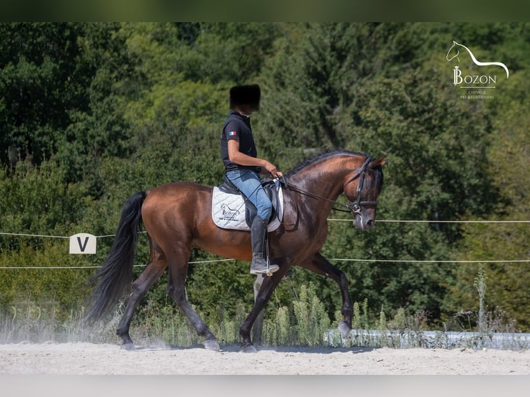 PRE Hengst 5 Jahre 162 cm Schwarzbrauner in Annecy